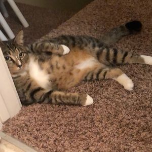 Meet your Posher, Dru